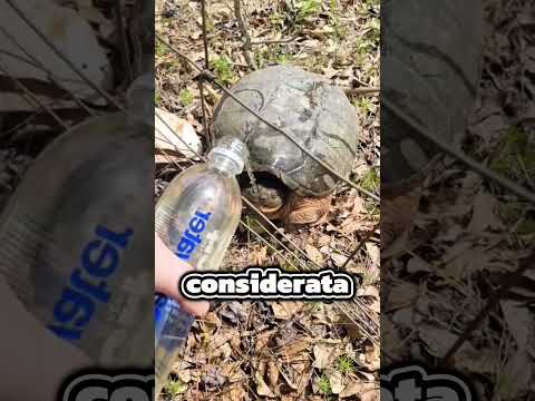 La tartaruga più pericolosa al mondo!🤯 thumbnail