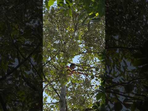 MANG UNI NGAMBIL DURIAN DI POHON TINGGI thumbnail