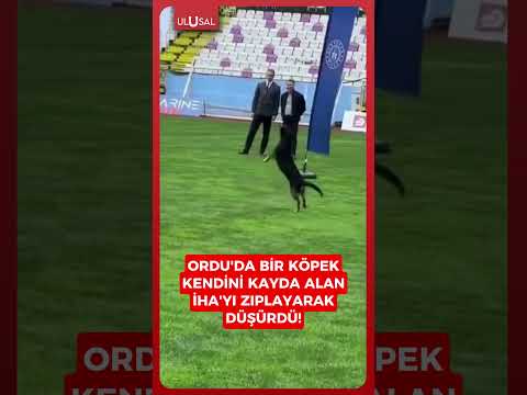 Ordu'da 19 Mayıs kutlamalarında bir köpek kendini kayda alan dronu düşürdü! #shorts #keşfet #ordu thumbnail
