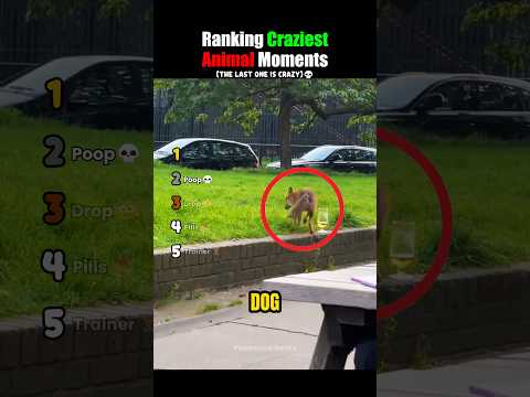 Ranking Craziest Animal Moments #usa thumbnail