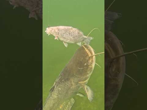 Brutal double catfish strike in crystal-clear water ? #catfish #fishing #underwater thumbnail