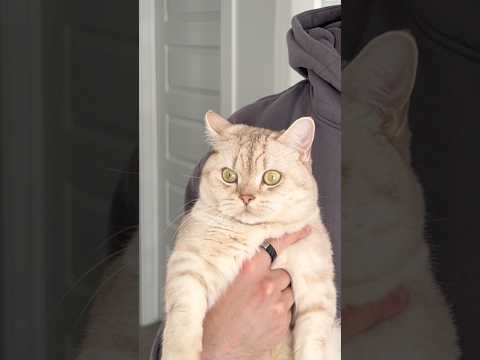 Mission success 👀 #cat #cats #catlover #catsofyoutube thumbnail