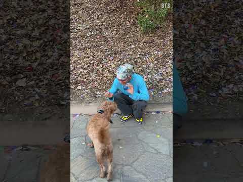 BTS V, Suga, Jimin, and Jin were so warm and playful with a dog in a short video... | GMA News thumbnail