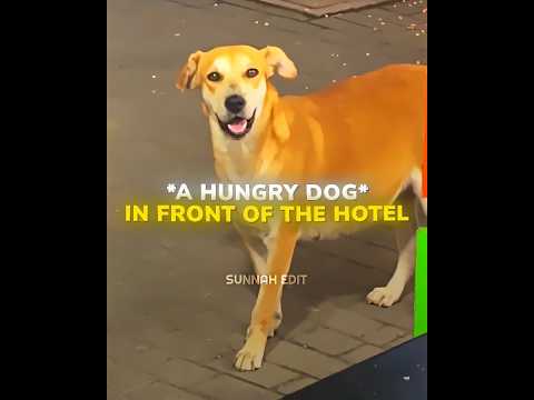 KINDNESS TO ANIMALS ❤️‍? | Headlights feat. KIDDO (Slowed) thumbnail