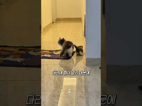 새끼 고양이가 더 위험한 이유 thumbnail