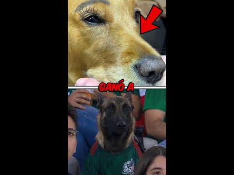 Ya México le ganó a todo Latam, prohibieron hacerle esto a tu perrito. thumbnail