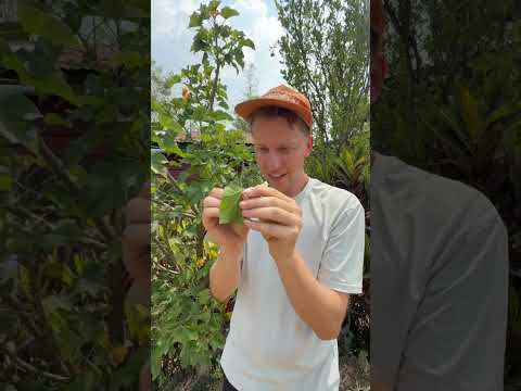 I Found A MAGIC LEAF in Myanmar thumbnail