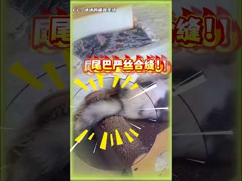 还得是咪最懂咪#猫咪的迷惑行为 #喵星人 #猫咪的日常 #万万没想到 #离谱 thumbnail