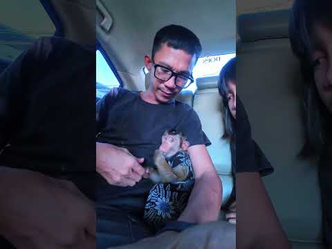 Expressi Cia gak boleh ikut beli buah 🤭 #shortvideo #short #monkey #monyet thumbnail
