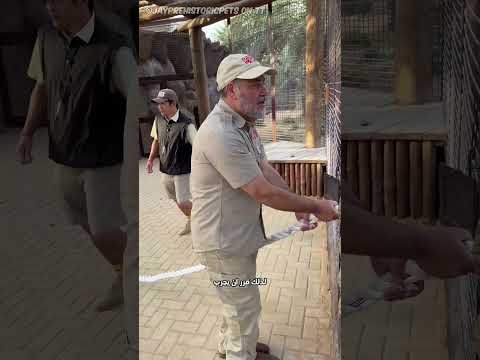النمر لا يُهزم بسهولة😬🔥! thumbnail