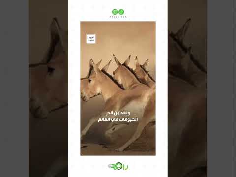 بعد غياب دام قرناً كاملاً.. ولادة نادرة تُسجل في السعودية thumbnail