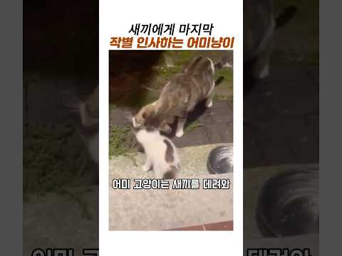 새끼에게 마지막 작별인사하는 어미냥이#고등어태비#길고양이#모성애#감동동물 thumbnail