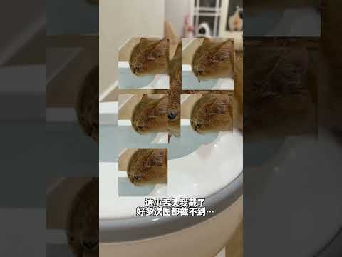 【牛奶是只猫】没想到小猫咪那么喜欢喝马桶里的水 thumbnail