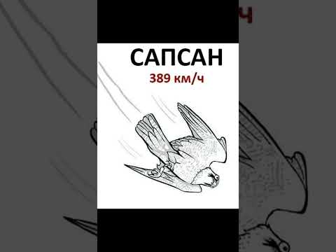Мем про скорость thumbnail