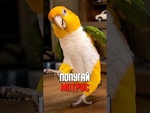 ТЕЛЕВИЗОР не умеет ходить на руках ВВЕРХ НОГАМИ ??? thumbnail