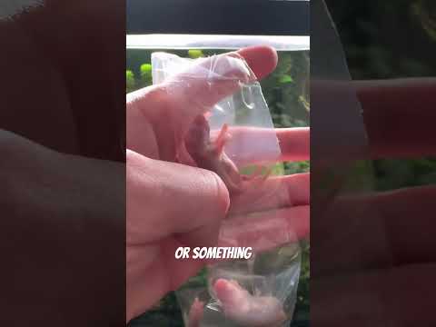 What is this??? thumbnail