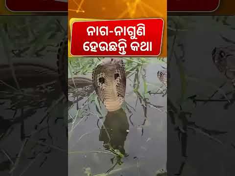 ମାଡୁଛି ପାଣି, ଆଉ ଏଠି ଏମାନଙ୍କ ମେଳି । Snake in Kendrapara Ali | Odia News | Rain in Odisha thumbnail