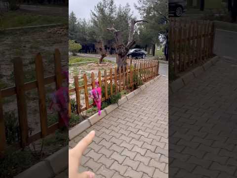 Biri kenarda şemsiyesini unutmuş😂 #aboneolmayiunutmayin #keşfetbeniöneçıkar #funny #shorst #foryou thumbnail