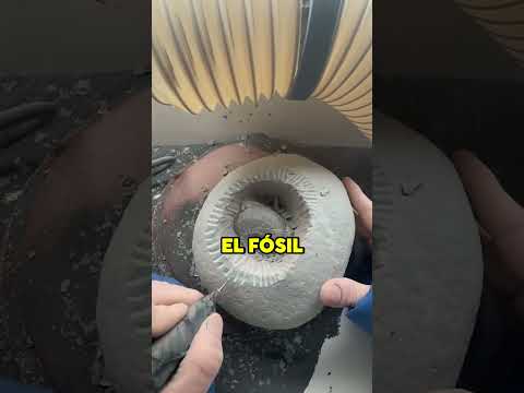 el EXPERTO en PIEDRAS descubre FÓSILES 🦴😱 #shorts #wow #manualidades #curiosidades #arte thumbnail