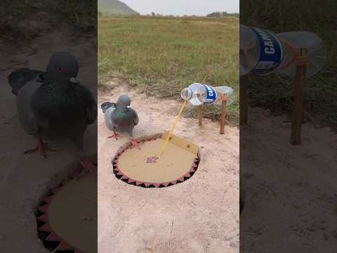 Technique Unique DIY Pigeon Trap #youtubeshorts thumbnail