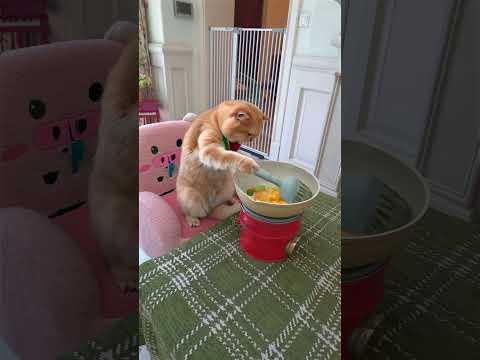 Howto make egg fried rice. #exlittlebeans #funnycats #funnyvideo #cooking thumbnail