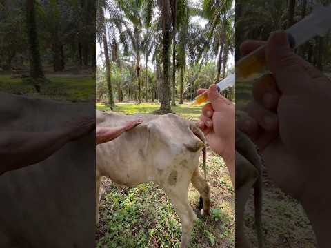 Multivitamin gagal pada indukan nyepak #sapi #shorts #animals thumbnail