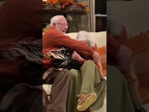 kindness turkey 🦃 instant couch cuddle with grandparents #kindness #petlove #shorts thumbnail