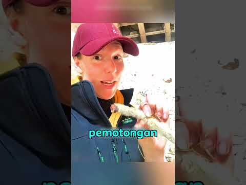 “Beginilah cara mereka memotong ekor seekor anak domba.” thumbnail