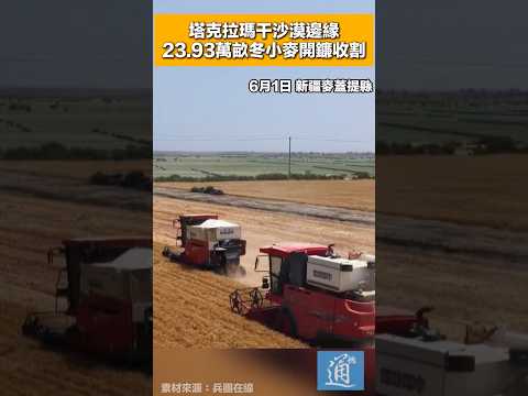 塔克拉瑪干沙漠邊緣，23.93萬畝冬小麥開鐮收割 #中國 #沙漠 #小麥 thumbnail