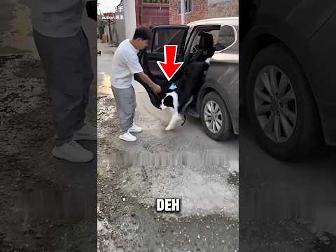 Setelah 3 Tahun, Anjing ini Masih Ingat Tempat Bermain Favoritnya di Rumah Lamanya! thumbnail