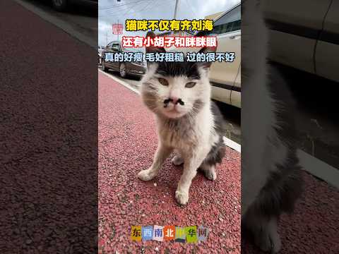 咪咪你也太丑了，齐流海，小胡子，眯眯眼！ thumbnail
