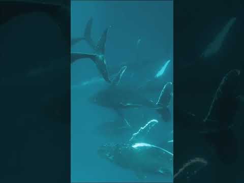 These Divers Experience A Once In A Lifetime Moment #trending thumbnail