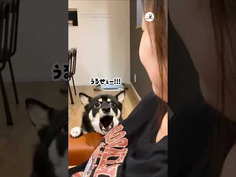 褒めたのに…w｜PECO thumbnail