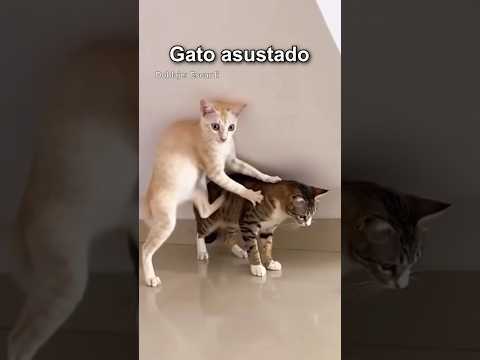 GATO ASUSTADO thumbnail