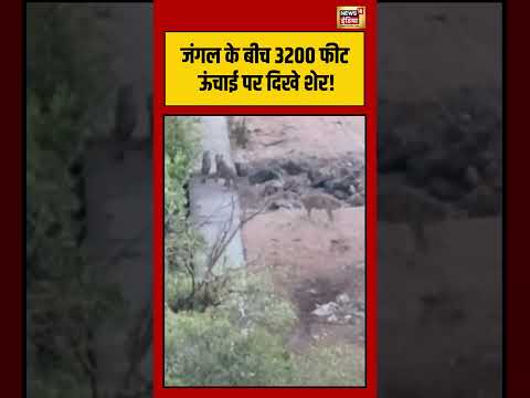 Viral Video | जंगल के बीच 3200 फीट ऊंचाई पर दिखे शेर! #viralnews #viralvideo #shorts thumbnail