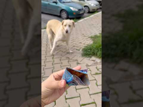 Köpek kedi mamasını görünce yemek için saldırdı😂 #aboneolmayiunutmayin #keşfetbeniöneçıkar #funny thumbnail