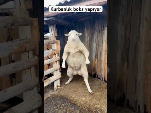 Kurbanlık boks yapıyor thumbnail