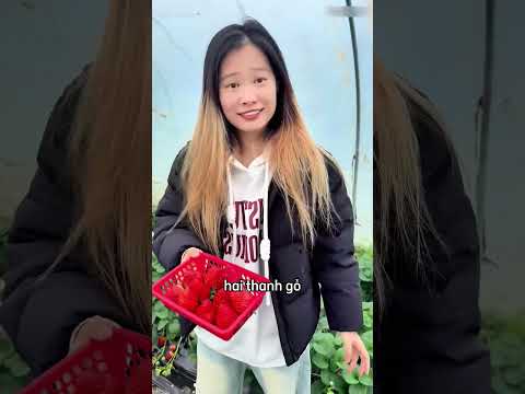 Cô gái bỏ tiền ra để đi hái dâu tây và cái kết ? thumbnail