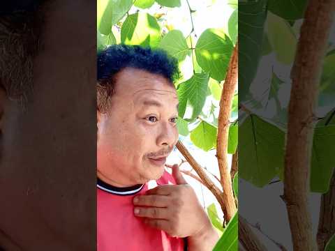 ผมชอบธรรมชาติ #funny #stitchtricks #funnyvideos #funnyvideos #comedy #fypシ #fypシ゚viral thumbnail