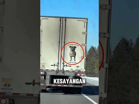 Liburan Cewek ini Jadi Penuh Air Mata Karena Gambar Anjing Kesayangannya Ada di Belakang Truk? thumbnail