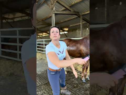 Vérité absolue #1 : Les Coachs ont des yeux partout 👀😂#equitation #humour #cheval #equestrian thumbnail