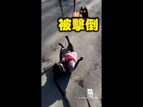 【法鬥驚魂記】發票突襲…牠直接原地躺平狂翻滾XD｜#寵物雲 #shorts thumbnail
