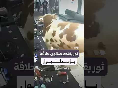 لحظة اقتحام ثور أضحية لصالون حلاقة في حي سلطان بيلي بإسطنبول thumbnail