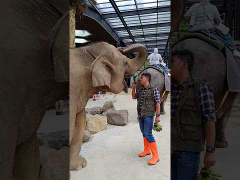 Hardworking Elephant thumbnail
