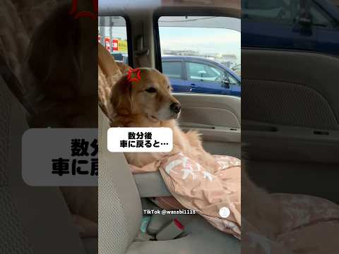 車に置いて行かれてブチギレてるゴールデンレトリバー　　　　　　#ゴールデンレトリバー   #大型犬　#犬　#かわいい犬 #犬のいる暮らし thumbnail
