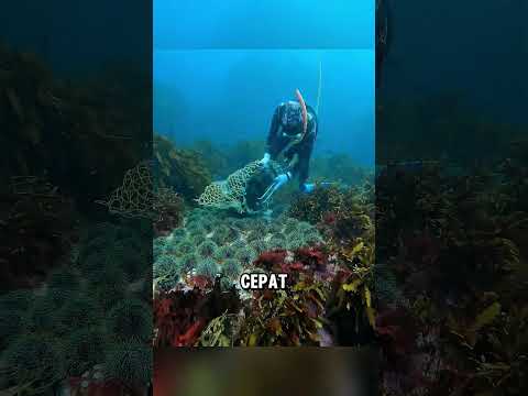 Pria ini diserbu ikan saat mencari landak laut ❤️ thumbnail