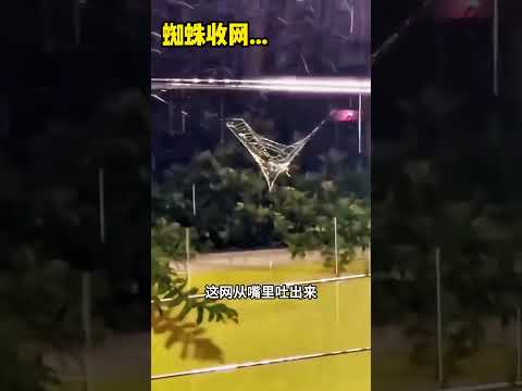 蜘蛛收网 #大熱門 #搞笑视频 #感人壹幕 #精彩影视 #funny #影视聚焦 #寵物友善日常 #萌寵 #影視解説 thumbnail