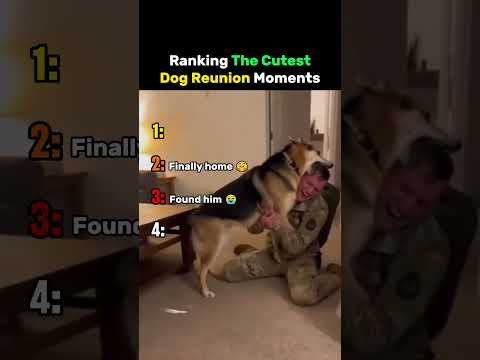 Ranking The Cutest Dog Reunion Moments #dog thumbnail