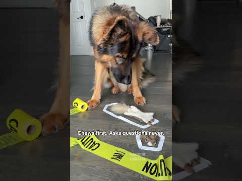 My Dogs Toxic Traits thumbnail