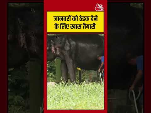 Odisha: जानवरों को ठंडक देने के लिए खास तैयारी #shorts #viral #latest #aajtak thumbnail